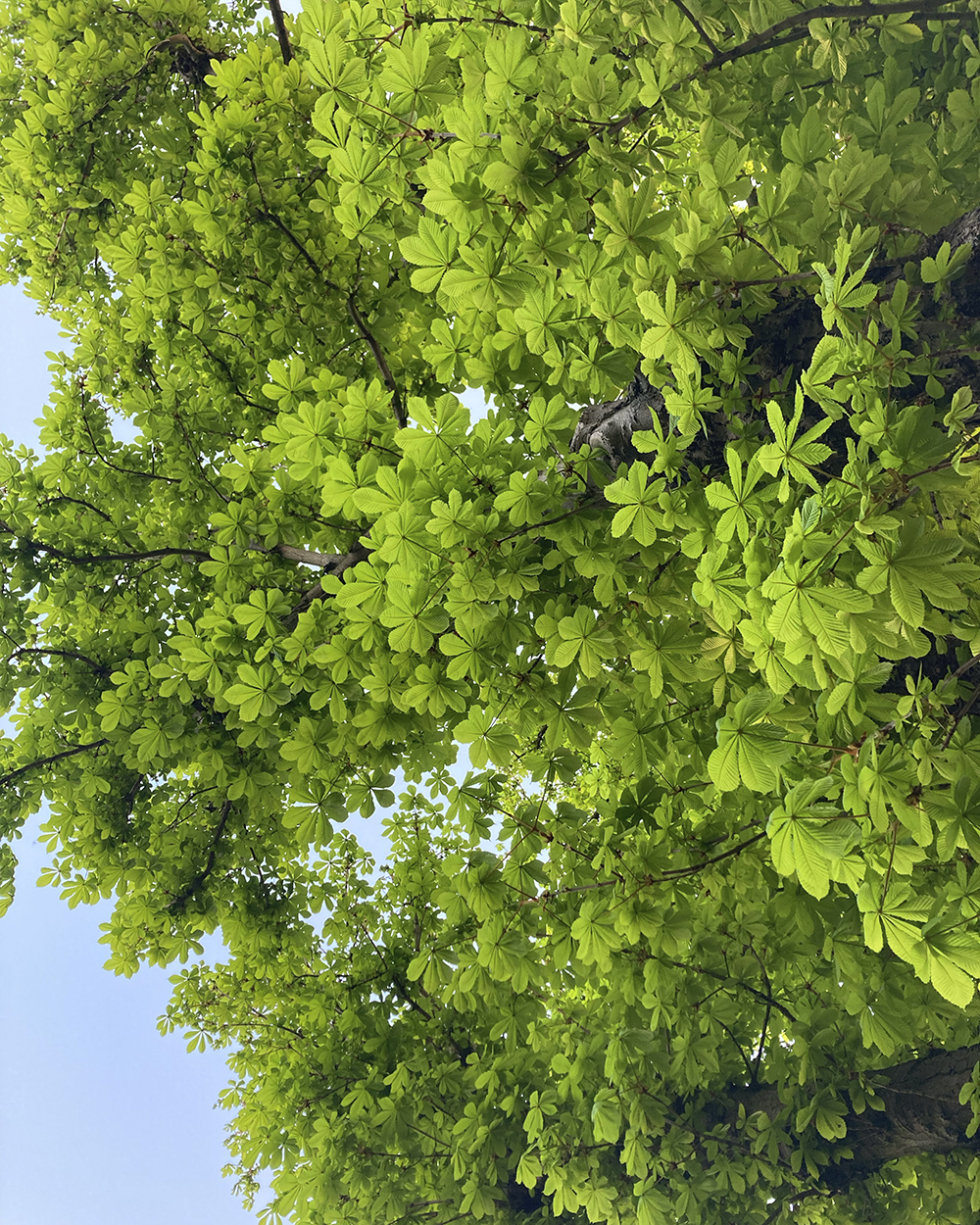 A photo of a horse chestnut tree, Walthamstow