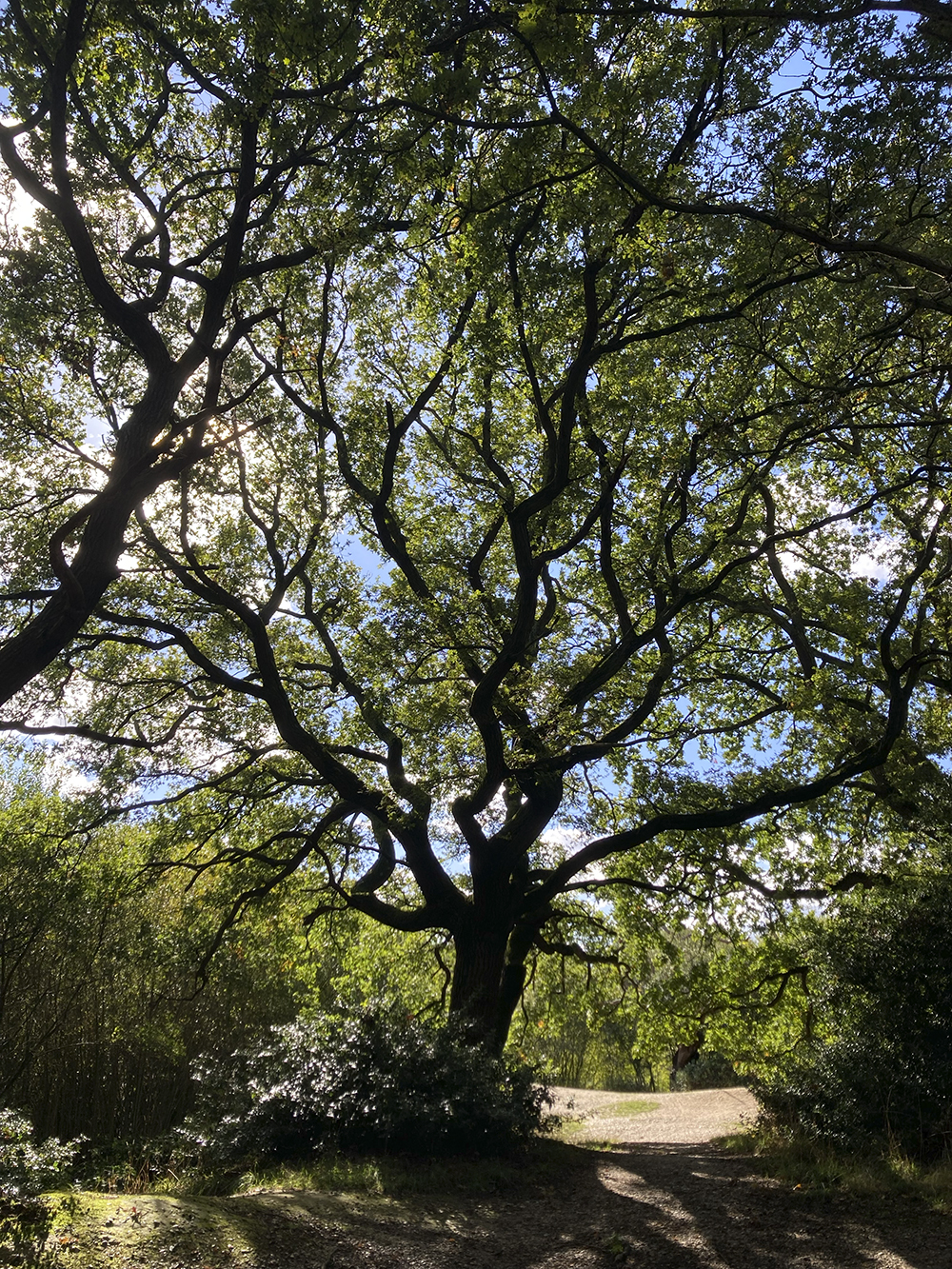 The silhouette of a tree in Epping Forest, Walthamstow