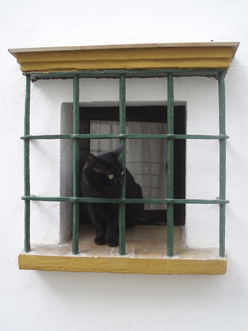 A photo of a cat in a traditional window, Seville Old Town, Spain