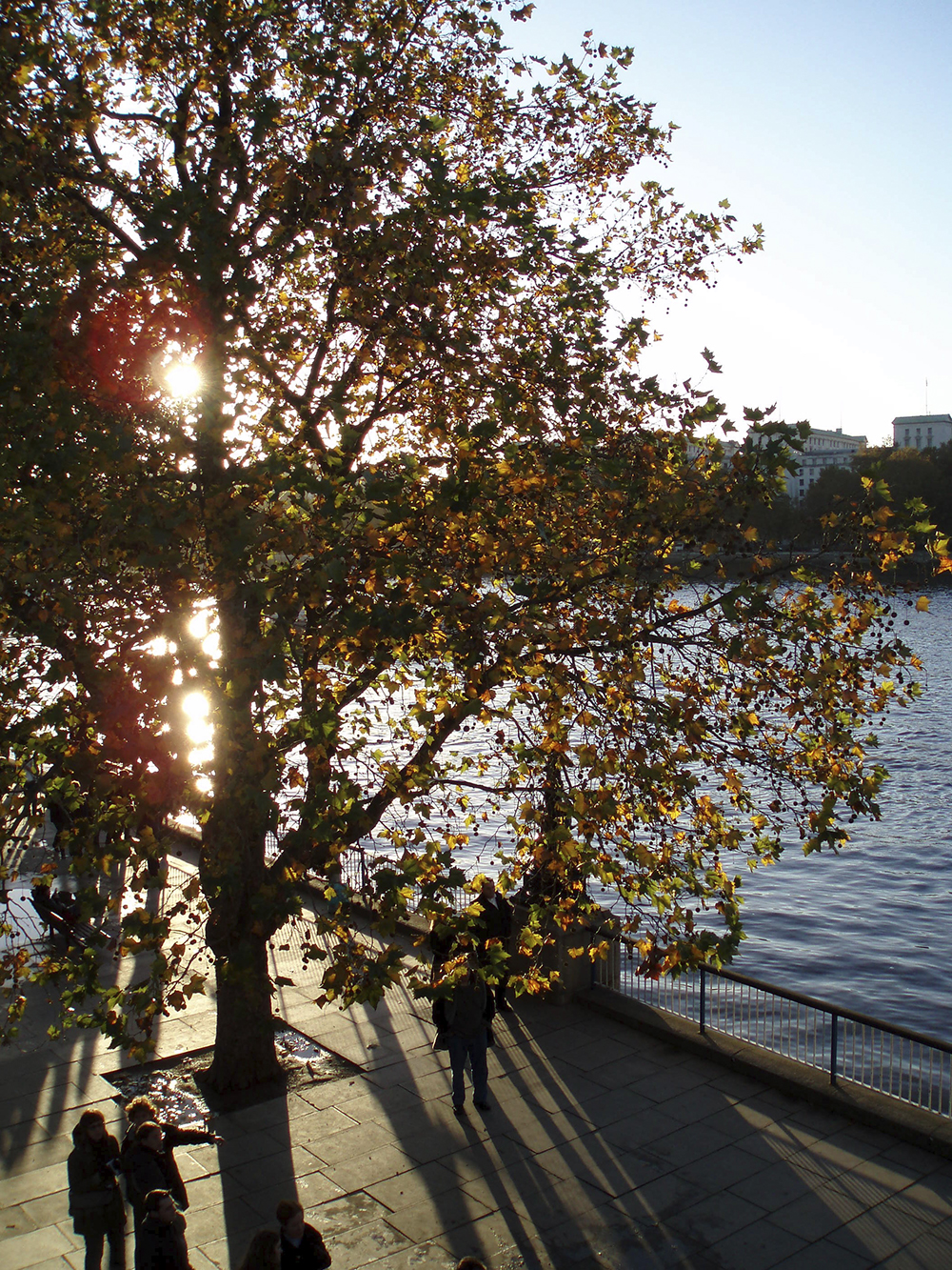 A tree silhouette on the South Bank, London